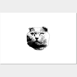 Scottish Fold Cat Art Posters and Art